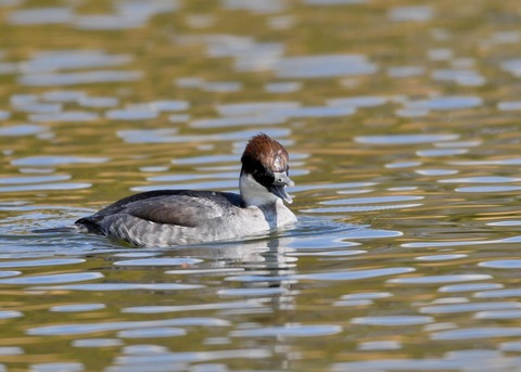 ミコアイサ♀3374
