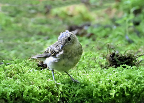 オオルリ♂幼鳥4280
