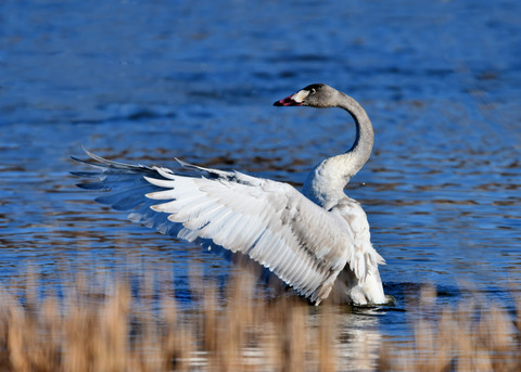 オオハクチョウ8573