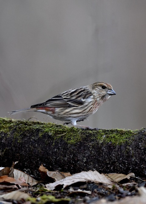 オオマシコ♀9931