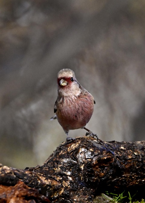 ベニマシコ♂5415
