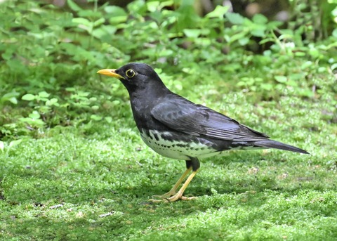 クロツグミ♂3940