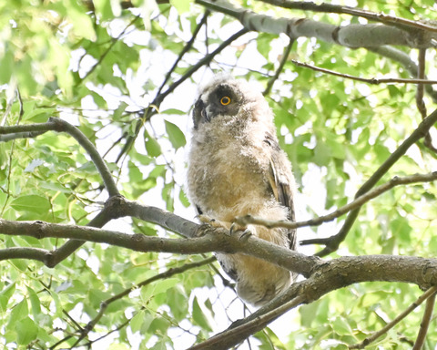 トラフズクの雛4507