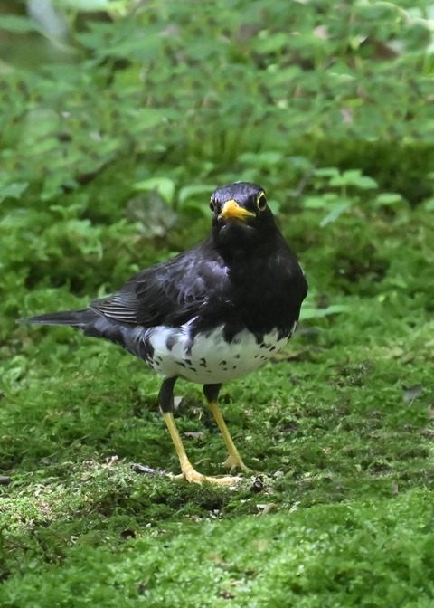 クロツグミ♂4842