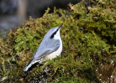 ゴジュウカラ6728