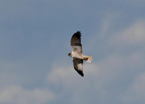 チュウヒ大陸型6368
