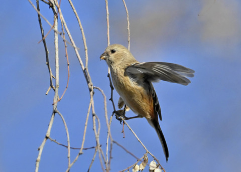 ベニマシコ♀5471