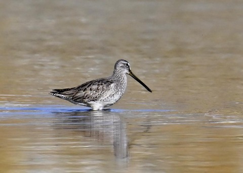 オオハシシギ6174