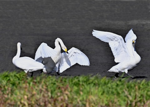 オオハクチョウ2291