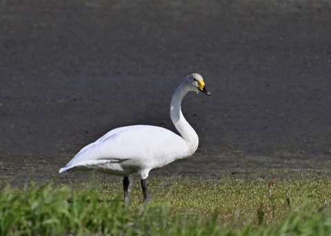 オオハクチョウ8274