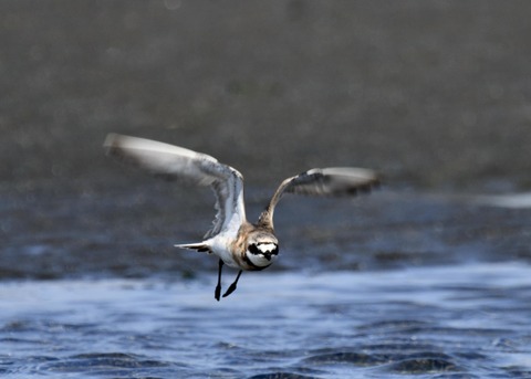 飛ぶ・メダイチドリ2572