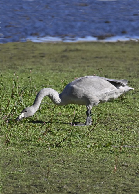 オオハクチョウ幼鳥2710