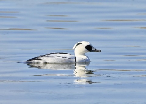 ミコアイサ♂0146