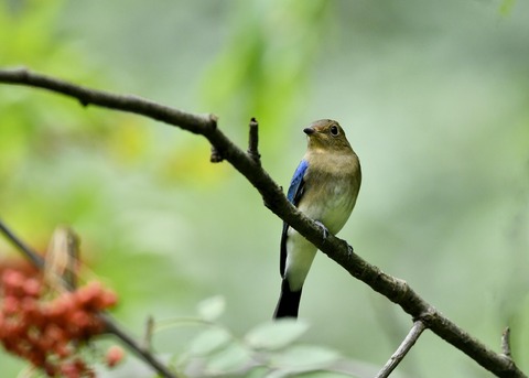 オオルリ♂若鳥0536