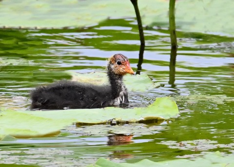 オオバンのヒナ1402