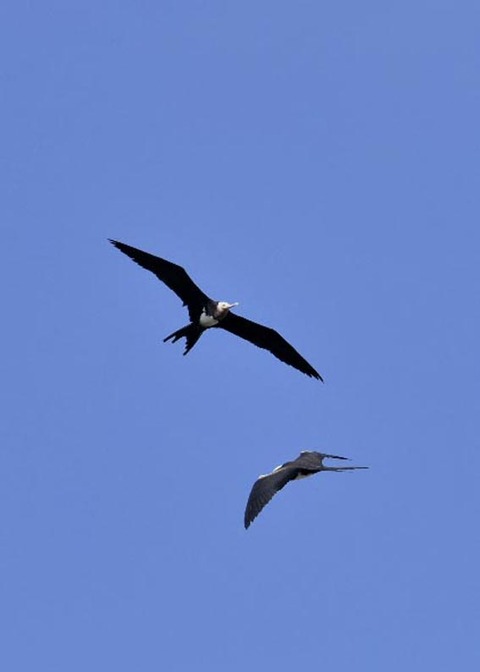 オオグンカンドリ6776