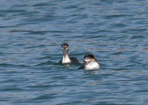 アカエリカイツブ7074