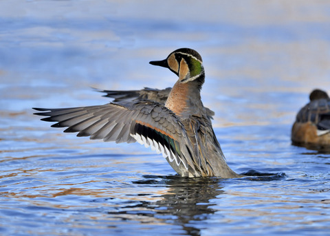 トモエガモ♂1971