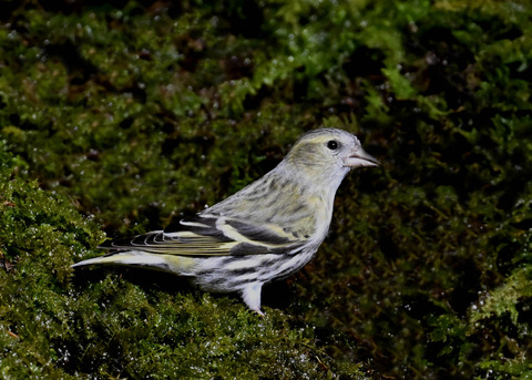 マヒワ♀8086