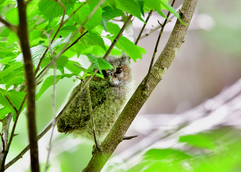オオコノハズクのヒナ③4124