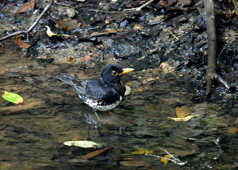クロツグミ♂0510