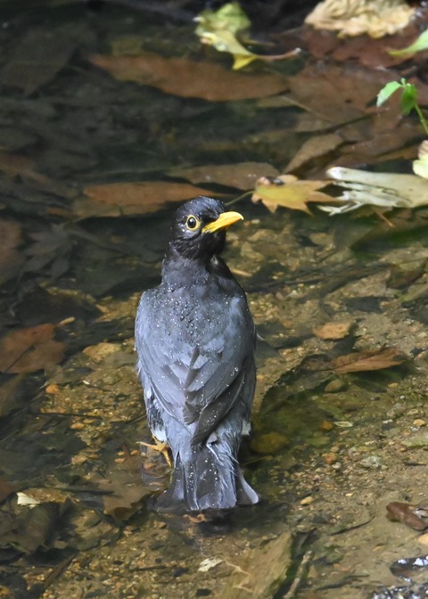 クロツグミ♂4854
