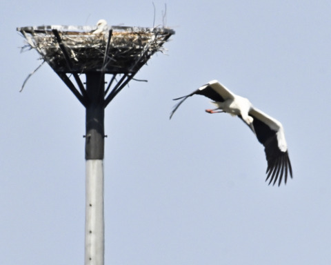 飛ぶコウノトリ8467