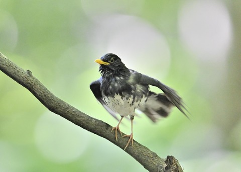 クロツグミ♂0394