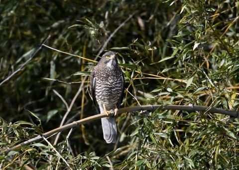 サシバ♀9710