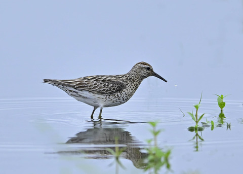 ウズラシギ夏羽2449