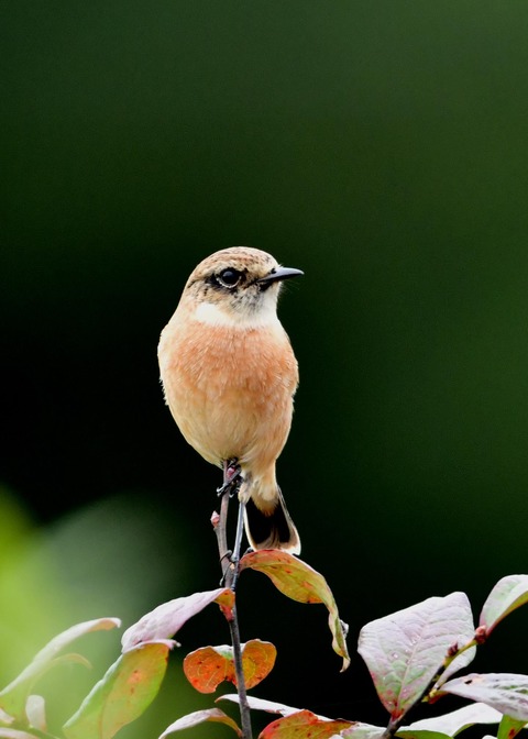 ノビタキ♀冬羽4135