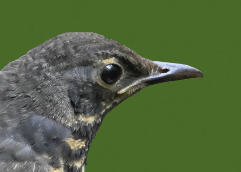 クロツグミ♂幼鳥0002