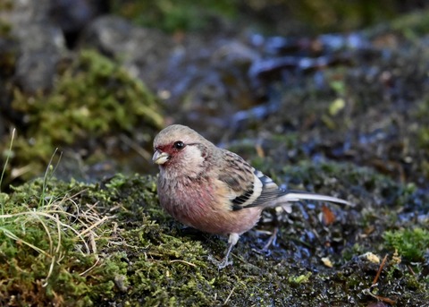 ベニマシコ♂5538