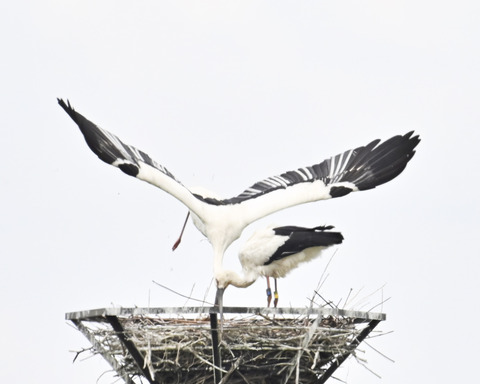 コウノトリのペアー0015