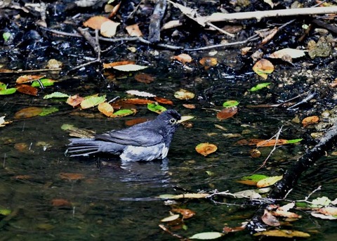 クロツグミ♂0421