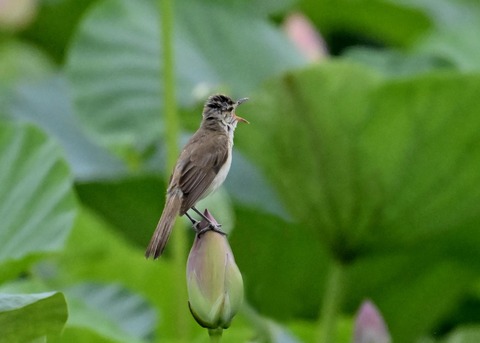 オオヨシキリ9201