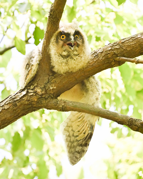 トラフズクの雛①2238
