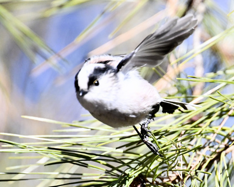 エナガ2338
