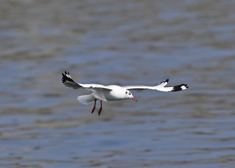 チャガシラカモメ3444