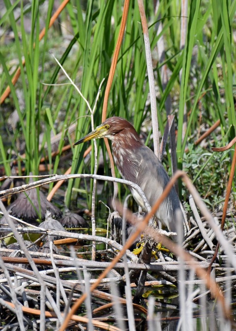 アカガシラサギ2748