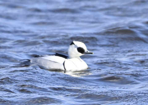 ミコアイサ♂9100