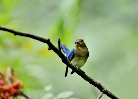 オオルリ♂若鳥0664