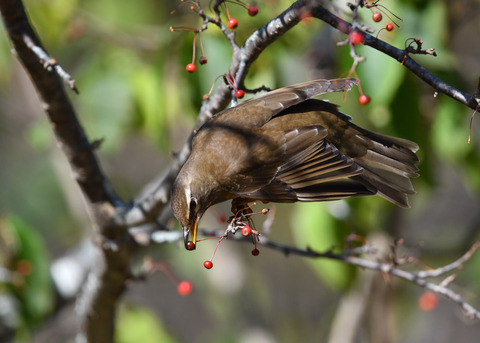 マミチャジナイ1938