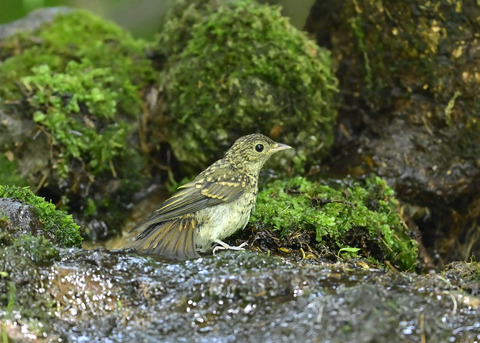 キビタキ幼鳥0946
