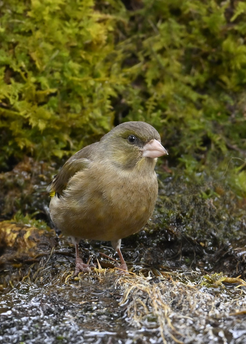 オオカワラヒワ♀1463