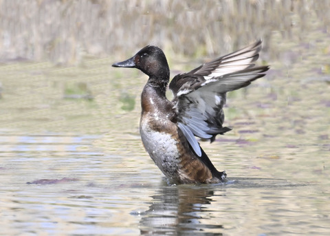 アカハジロ♀4064