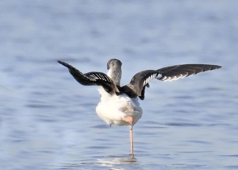 セイタカシギ6531