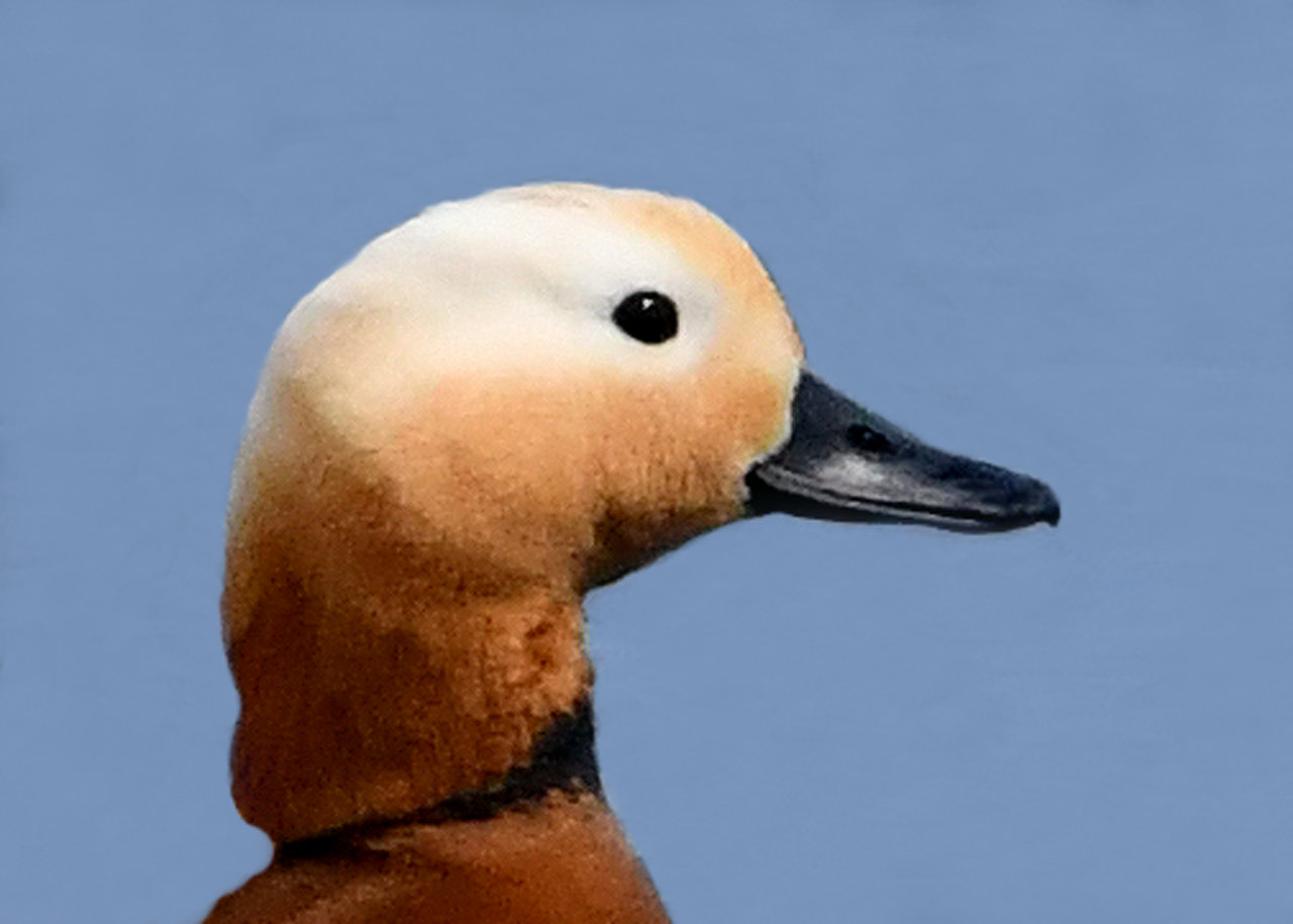 アカツクシガモ 野口洪志の野鳥日記