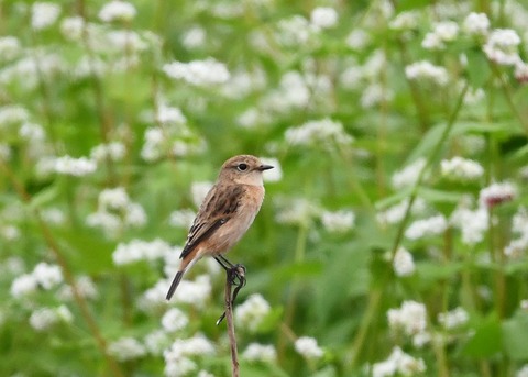 ノビタキ♀9242