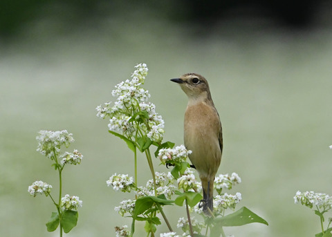 ノビタキ♀5355